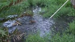 An alligator attacks a pole being thrust into a pond. Stock Footage