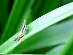 grasshopper Stock Footage