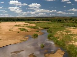 T/L Clouds over African landscape, and elephants (Loxodonta africana), Kruger National Park, South Africa Stock Footage