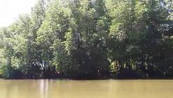 HD VDO : Mangrove forest Stock Footage