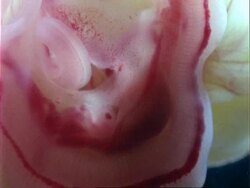 CU 2 week old Grass Snake embryo, heart beats Stock Footage