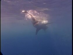 MS Great White Shark swims past bars of diver cage, chases bait with open mouth past camera, Guadalupe Island, Pacific Ocean Stock Footage