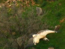 CU TS Shot of Eurasian Griffon Vulture (Gyps fulvus) gliding below / Gamla, Golan Heights, Israel Stock Footage
