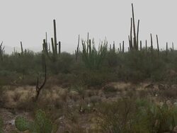 Pan across cactus with rain falling amongst Saguaro cactus and prickly pear cactus, Sonaran Desert, Arizona, USA Stock Footage