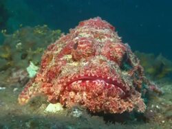 Scorpion fish with lights, Mexico  Stock Footage