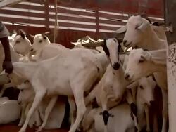 Men unloading a truck full of goats Stock Footage