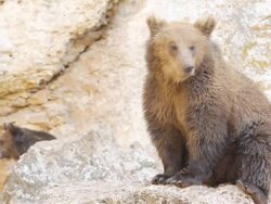 Wildlife - brown bear Stock Footage