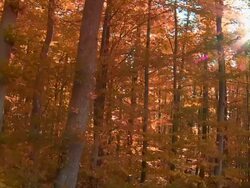 HD Forest in the Sunlight Tracking Shot Stock Footage