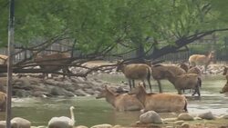 Rare deer return in conservation success story News Clip