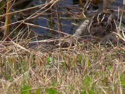 Snipe "Rumba" Stock Footage