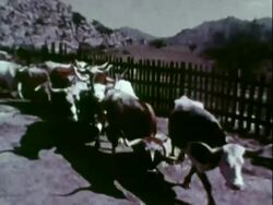 Longhorn cattle ranch Stock Footage