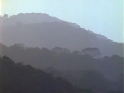 Rainforest, Misty rainforest canopy, vultures circling, pans right;; Panama; Stock Footage