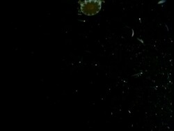 MCU Jellyfish swimming through dark, to camera Stock Footage