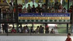 Crocodile Wrestling in Thailand Stock Footage