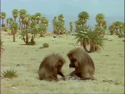MS Two gelada baboons foraging in grassland, Ethiopia, Africa Stock Footage