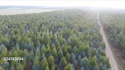 Forests, Mpumalanga, South Africa Stock Footage