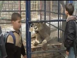 There is an afterlife for animals at the Khan Younis zoo in the impoverished Gaza Strip. (April 21) News Clip