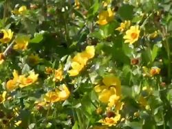 Wildflowers Stock Footage