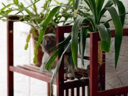 Kitten in flowers Stock Footage