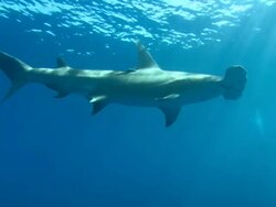 Great hammerhead, Sphyrna mokarran, surface, Bahamas  Stock Footage