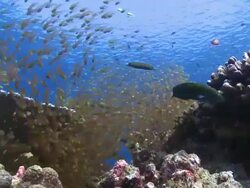School of Golden Sweepers (Parapriacanthus ransonneti) with Cleaner Wrasses (Labroides dimidiatus), Redmouth Grouper (Aethaloperca rogaa) swims from behind school of Sweepers, Baa Atoll, The Maldives Stock Footage