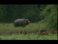 Tusked Asian elephant (Elephas maximus) grazes, Chital herd in hudlu (open swampy grassland) in foreground, raining, Nagarahole Stock Footage