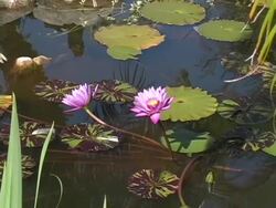 Two Pink Waterlilies Stock Footage