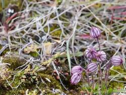 MS Shot of Arctic poppy seed pod / Resolute, Nunavut, Canada Stock Footage