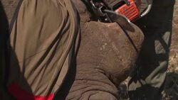 De-horning rhinos to protect them from poachers Instructional Video