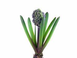 Hyacinth; TIME LAPSE Stock Footage