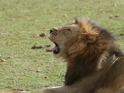 CU Male lion yawning / National Park, Africa, Kenya Stock Footage