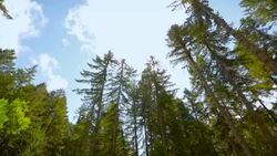 Tall trees in the forests of the Pacific Northwest, USA Stock Footage