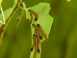 Caterpillars on green leaf, Botswana, Africa Stock Footage