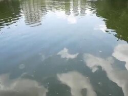 Dirty water in pond, real time. Stock Footage