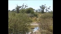 Vultures in Natural Habitats in Botswana News Clip
