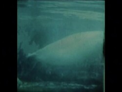 SYND 24-5-74 THE ONLY PREGNANT WHALE IN CAPTIVITY BEING EXAMINED BY VETS IN NEW YORK News Clip