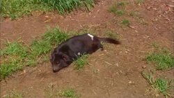 A Tasmanian devil rests on the ground. Stock Footage