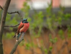 Bee eater Stock Footage
