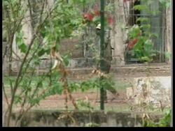 GUINEA BISSAU: FIGHTING BETWEEN GOVERNMENT &amp; REBEL TROOPS SPREADS Instructional Video