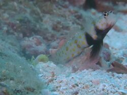 Spotted Shrimpgoby (Amblyeleotris guttata) on watchman duty while Fine-striped Snapping Shrimp (Alpheus ochrostriatus) clears out burrow, Philippines Stock Footage
