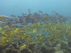 Shoals of Snapper Stock Footage