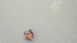 Hermit crab on the beach Stock Footage