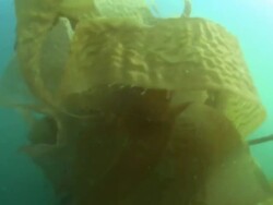 'Low Angle zoom-in-Seaweed undulates in an ocean current. / Alaska, USA' Stock Footage