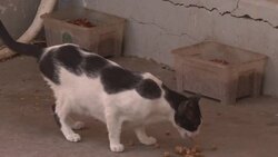 Abu Dhabi island home to colony of stray cats Instructional Video