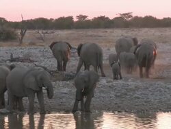 African Bush Elephants (Loxodonta africana) drinking at waterhole, evening light, Etosha National Park, Namibia Stock Footage