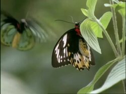 Cairns Birdwing Butterfly (Ornithoptera priamus) Lifecycle sequence part 7 - Adult courtship Stock Footage