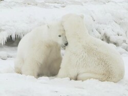MS SLO MO Two Polar bears sitting facing each other playing and fighting / Churchill, Manitoba, Canada Stock Footage