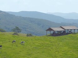 WS View of dairy cattle roaming and feeding on grass in Daegwallyeong pasture (tourist attractions) / Pyeongchang, Gangwon do, South Korea Stock Footage