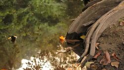 root tree in stream Stock Footage