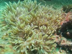 Lots of Anemone Shrimp live symbiotically with sea anemone Stock Footage